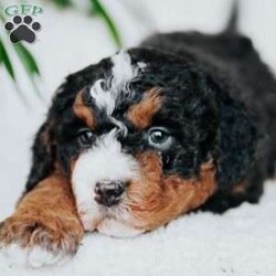 Charlie/Mini Bernedoodle									Puppy/Male																/5 Weeks,Meet our sweet natured friendly lil bernedoodles. They are well socialized by our children who take them with them all over the farm! Be it on wagon rides, stoller rides, or even nap time!!