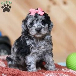 Caroline/Mini Bernedoodle									Puppy/Female														/8 Weeks,Meet Caroline, a fluffy, spirited Bernedoodle with a heart as big as her curly coat! This lovable pup is full of life, always ready for playtime, belly rubs, and endless snuggles. A soft, wavy coat and striking markings make this little one as stunning as she is sweet. She has a joyful personality that brightens any room, and an affectionate nature means she has an unlimited supply of love to give. Whether she’s romping around outside or cuddling up for a nap, this little one is the perfect blend of fun and affection, ready to be the most loyal companion to her forever family!