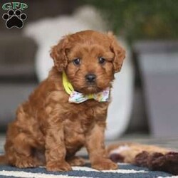 Brody/Cavapoo									Puppy/Male																/8 Weeks,Brody is the definition of “pawsitively” delightful! He has the cutest little face of a Cavapoo, always ready to brighten your day with his playful antics. This little boy is incredibly affectionate and loves snuggles, making him the perfect cuddle buddy. With bright eyes that seem to sparkle with mischief and warmth, Brody is always ready to embark on a new adventure or curl up by your side for a relaxing afternoon nap. Whether he’s impressing you with his quick learning abilities during training sessions or showering you with licks and tail wags, His joyful spirit and gentle demeanor make him an irresistible addition to any loving home. His friendly nature, boundless energy and little sparks of spunk will keep you entertained, and his endearing loyalty will warm your heart.