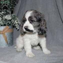 Lucy/Cocker Spaniel									Puppy/Female														/7 Weeks,Here comes the most adorable ACA Cocker Spaniel puppy! This charming little pooch is up to date on shots and dewormer and vet checked! The mother Lily is a sweet and affectionate girl and the father Buster is a handsome Cocker Spaniel. The breeder has ensured that this puppy is well socialized with adults and childre. To learn more about this beautiful pup contact Barbie & Elmer today! 