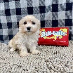 Carrie/Havanese									Puppy/Female														/November 19th, 2024,Meet Carrie sweet little Havanese , ACA Reg. , Vet checked and shots are up to date.    Lavern Reiff License # 3221