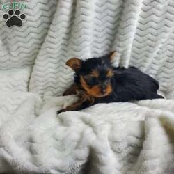 Lady (toy)/Yorkie									Puppy/Female														/8 Weeks,Sweet Lady is a very well socialized and friendly puppy.  She loves to play with children and will be  your best friend.  Her parents  weigh  around  5 #. Please contact us to make Lady your very own puppy!