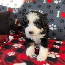 Wren/Mini Bernedoodle									Puppy/Female														/December 21st, 2024,Wren is a gorgeous F1 Mini Bernedoodle born December 21st is and available to go home as early as February 15th. She will be approximately 25 to 40lbs full grown. She comes pre spoiled and ready to move into your home and give you lots of kisses! 