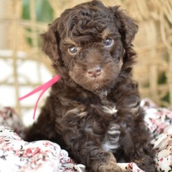 Isabella/Miniature Poodle									Puppy/Female														/6 Weeks,To contact the breeder about this puppy, click on the “View Breeder Info” tab above.