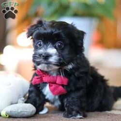 Storm/Maltipoo									Puppy/Male																/7 Weeks,Storm is the sweetest little Maltipoo around! With his expressive face and twinkling puppy eyes, he’s already got all of us wrapped around his little paw. His soft, silky coat and playful personality make him irresistible. This breed is known for being highly trainable, focused, and perfect for family life. We also make sure our pups are well-socialized from birth, so they join their new homes confident and adaptable, with a mellow, even-tempered nature.