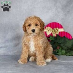 Kliff/Bich-Poo									Puppy/Male																/10 Weeks,Hi there! My name is Kliff. I’m a cute little puppy looking for my furever home! I’m fun loving and fluffy. I love to play and snuggle. I promise I’ll steal your heart for keeps!