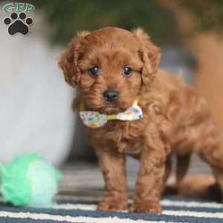 Brody/Cavapoo									Puppy/Male																/8 Weeks,Brody is the definition of “pawsitively” delightful! He has the cutest little face of a Cavapoo, always ready to brighten your day with his playful antics. This little boy is incredibly affectionate and loves snuggles, making him the perfect cuddle buddy. With bright eyes that seem to sparkle with mischief and warmth, Brody is always ready to embark on a new adventure or curl up by your side for a relaxing afternoon nap. Whether he’s impressing you with his quick learning abilities during training sessions or showering you with licks and tail wags, His joyful spirit and gentle demeanor make him an irresistible addition to any loving home. His friendly nature, boundless energy and little sparks of spunk will keep you entertained, and his endearing loyalty will warm your heart.