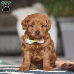 Brody/Cavapoo									Puppy/Male																/8 Weeks,Brody is the definition of “pawsitively” delightful! He has the cutest little face of a Cavapoo, always ready to brighten your day with his playful antics. This little boy is incredibly affectionate and loves snuggles, making him the perfect cuddle buddy. With bright eyes that seem to sparkle with mischief and warmth, Brody is always ready to embark on a new adventure or curl up by your side for a relaxing afternoon nap. Whether he’s impressing you with his quick learning abilities during training sessions or showering you with licks and tail wags, His joyful spirit and gentle demeanor make him an irresistible addition to any loving home. His friendly nature, boundless energy and little sparks of spunk will keep you entertained, and his endearing loyalty will warm your heart.