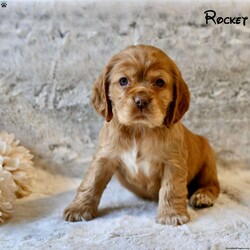 Rocket/Cocker Spaniel									Puppy/Male																/December 18th, 2024