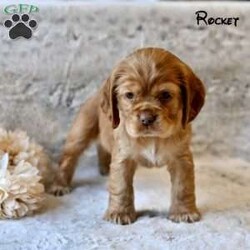 Rocket/Cocker Spaniel									Puppy/Male																/December 18th, 2024,If you’re looking for a loyal, affectionate, and playful companion, our adorable Cocker Spaniel puppies are the perfect match! These sweet and loving puppies are searching for their forever homes, where they can bring joy, companionship, and endless tail wags.