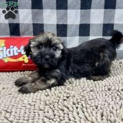 Cindy/Havanese									Puppy/Female														/November 19th, 2024,Meet Cindy a sweet little Havanese,   Shee is ACA Reg. Vet checked and shots are up to date. ready to be your special little buddy. Lavern Reiff License # 3221