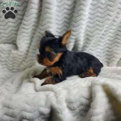 Lady (toy)/Yorkie									Puppy/Female														/8 Weeks,Sweet Lady is a very well socialized and friendly puppy.  She loves to play with children and will be  your best friend.  Her parents  weigh  around  5 #. Please contact us to make Lady your very own puppy!