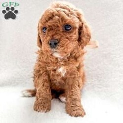 Bean/Cockapoo									Puppy/Male																/7 Weeks,This is Bean! He is one of the most playful puppies of his litter. He will greet you with a wagging tale and warm puppy licks. He is always up for a snuggle or a game of tug of war. He is updated on all of his vaccinations, his vet health check, and he is also dewormed. He is socialized with people of all ages from toddlers to adults. Bean comes with a puppy “home sweet home” kit to help him adjust to his new home and a year health guarantee. Bean’s fur is red with some white spots on his belly, paws, and face. His mother is a cockapoo and his father is a miniature poodle, which makes him a F2 cockapoo. We are willing to provide local delivery for Bean up to 15-20 miles from our home. To adopt him or more info please either message us over email or text.