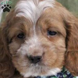 Jimmy/Cockapoo									Puppy/Male																/9 Weeks,Jimmy is an adorable Cockapoo puppy who loves to play and can be registered with the ICA. This cutie-pie comes home micro-chipped and with a 30 day health guarantee and an extended genetic health guarantee, both provided by the breeder. Jimmy has been seen by a vet and is up to date on shots and de-wormer. This sweet little boy is well socialized, family raised with children, and ready to be loved by his forever family! Contact Christine Sauder today for more details and to schedule a visit!