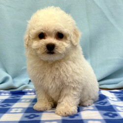 Adopt a dog:Teddy/Bichon Frise/Male/7 weeks,Hi, I'm Teddy! I’m full of life and personality and love being the center of attention. I'm a little charmer and I love to cuddle and also loves puppy kisses. I will be a loyal companion and best friend. I will come home up to date on my puppy vaccinations and will come home with a veterinarian health certificate. Can’t wait to make wonderful memories together!