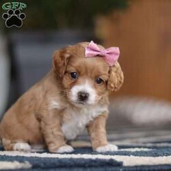 Allison/Cockapoo									Puppy/Female														/9 Weeks,Meet an adorable Cockapoo puppy named Allison! She is a delightful girl that is filled with charm and intelligence, she has already stolen our hearts with her playful personality and affectionate nature. Whether she’s bouncing around in the backyard, playing with her favorite toys or snuggling up for a nap, this little one is just a ray of sunshine:) She would be the perfect addition to any loving home!