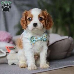 Rome/Cavalier King Charles Spaniel									Puppy/Male																/8 Weeks,Meet Rome! This adorable AKC Cavalier King Charles Spaniel exudes love, charm, and an irresistible personality. With his beautiful coat, sparkling eyes, and gentle nature, Rome perfectly blends elegance with affection. Whether he’s snuggling in your lap, trailing after you around the house, or playing with his toys, he’s guaranteed to bring joy to your home!