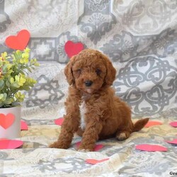 Parker/Cockapoo									Puppy/Male																/8 Weeks,Say hello to Parker, an F1B Cockapoo puppy! This cute & spunky little guy is family-raised with children and socialized. He is already vet checked and up to date on shots & wormer, plus the breeder provides a 30-day health guarantee. If you want to arrange a visit with this sweet boy, please call Samuel & Rachel today!