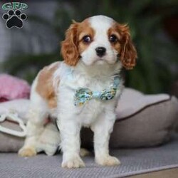 Rome/Cavalier King Charles Spaniel									Puppy/Male																/8 Weeks,Meet Rome! This adorable AKC Cavalier King Charles Spaniel exudes love, charm, and an irresistible personality. With his beautiful coat, sparkling eyes, and gentle nature, Rome perfectly blends elegance with affection. Whether he’s snuggling in your lap, trailing after you around the house, or playing with his toys, he’s guaranteed to bring joy to your home!