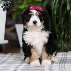 Taylor/Mini Bernedoodle									Puppy/Female														/9 Weeks,Meet Taylor! This incredibly cute and fluffy Bernedoodle is ready to steal hearts everywhere. With a personality as bright as her sparkling eyes, she is sure to become your new best friend in no time. Bernedoodles are known for their affectionate nature, trainability, and playful spirit. Whether she’s enjoying a game of fetch in the yard or curling up for a cozy nap, she is always up for fun and companionship.