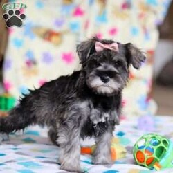 Anne/Miniature Schnauzer									Puppy/Female														/9 Weeks,Allow me to introduce you to the most darling AKC Schnauzer puppy, Anne! She embodies the perfect blend of sweetness and spunk. With her soft, silky coat she is an absolute joy to snuggle. No matter where you go, she will always be a head turner. Whether it’s a brisk walk in the park or a lively play session, she will turn any ordinary day into an adventure!