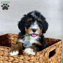 Bailey/Bernedoodle									Puppy/Female														/10 Weeks,Bailey is a mellow sweetheart who loves our kids.  She is social, friendly and such a good girl!  We expect her to be 50-70 pounds as an adult.  She has a gorgeous coat which we expect to be non-shedding and has gorgeous tri-color markings.  Schedule a Facetime or Zoom call to meet her virtually today!