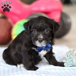 Asher/Yorkie Poo									Puppy/Male																/8 Weeks,Meet Asher, an absolutely adorable little Yorkiepoo with a personality that’s simply impossible to resist! With his perfect mix of Yorkshire Terrier and Poodle traits, he embodies the best of both breeds. His soft, curly coat and those sparkling, affectionate eyes make him as beautiful as he is sweet. Raised with love and attention, he is becoming a friendly and confident pup, eager to be your loyal companion. Whether he’s playing, exploring, or snuggling up for some cozy time, he’s happiest when surrounded by those who adore him. Once you meet him, you’ll be completely charmed—he’ll have you wrapped around his tiny paw in no time!