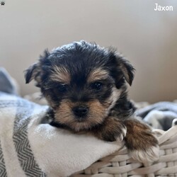 Jaxon/Morkie / Yorktese									Puppy/Male																/10 Weeks,Meet Jaxon, an adorable Morkie puppy with a sweet personality and a heart full of love! Jaxon is looking for a caring and devoted family to give him the forever home he deserves. He has been family-raised in a warm and nurturing environment, receiving plenty of attention and playtime. As a result, he is well-socialized, friendly, and ready to bring joy and companionship into your life.