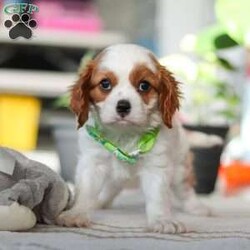 Leo/Cavalier King Charles Spaniel									Puppy/Male																/8 Weeks,Meet Leo, an AKC-registered Cavalier King Charles Spaniel with a noble presence and a heart full of love! With his silky, richly-colored coat and expressive eyes that exude the classic Cavalier charm, this handsome boy is an absolute joy to be around. He carries himself with elegance, yet his playful and affectionate nature shines through—always ready for a cuddle session or a fun romp around the yard.