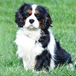 Leo/Cavalier King Charles Spaniel									Puppy/Male																/8 Weeks,Meet Leo, an AKC-registered Cavalier King Charles Spaniel with a noble presence and a heart full of love! With his silky, richly-colored coat and expressive eyes that exude the classic Cavalier charm, this handsome boy is an absolute joy to be around. He carries himself with elegance, yet his playful and affectionate nature shines through—always ready for a cuddle session or a fun romp around the yard.