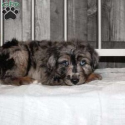 Oscar/Mini Aussiedoodle									Puppy/Male																/8 Weeks,Do you want a hypoallergenic puppy, but worry about its longterm health? You need a puppy from a breeder who does health testing! This puppy’s father is 100% genetically clear for over 215 health issues! Our puppies come up to date on shots and dewormer and will be vet checked before leaving! We also offer a 1 Year Health Guarantee! If you are seeking a well socialized puppy who was family raised contact us today! 