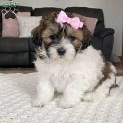 Cookie/Teddy Bear									Puppy/Female														/9 Weeks,Meet little cookie! She is a sweet and laid back little girl waiting on her new forever home! She is a shichon also known as a teddy bear, and she literally looks so much like a stuffed teddy bear!! She is in the playful bouncy puppy stage right now and loves everyone she meets!! She is up to date on age appropriate vaccinations and will be ready to leave for her new home on or after she turns 8 weeks old. Her momma is a bichon and she weighs 10lbs an daddy is a shitzu. We are guessing cookie to grow to weigh 10-13lbs full grown.for more info on this darling little girl Feel free to reach out to me anytime!! My name is Leanna 