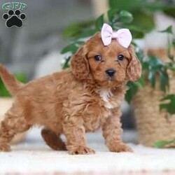 Hailey/Cavapoo									Puppy/Female														/9 Weeks,Meet the sweetest Cavapoo puppy named Hailey! She is a very adorable baby and she has already stolen our hearts with her playful personality and sweet nature. She has a beautiful, soft coat that’s perfect for cuddling, and her expressive eyes are full of curiosity and mischief. Whether she’s bouncing around in the backyard, playing with her favorite toys or snuggling up for a nap, she brings joy to each moment. She would be the perfect addition to any loving home!