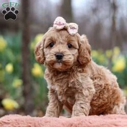 Daisy/Cockapoo									Puppy/Female														/5 Weeks,Meet Daisy, the most adorable Cockapoo puppy! She’s the perfect combination of sweet affection and lively energy. The Poodle in this girl makes her highly trainable and eager to please, always ready to learn new tricks that showcases her intelligence. Meanwhile, her Cocker Spaniel side brings a sweet, affectionate nature, making her a loving companion who thrives on human connection. Her soft, hypoallergenic  coat sheds very minimally, making her the perfect choice for those prone to allergies. Whether she’s prancing proudly by your side on a walk, playing a game, or snuggling up for a quiet moment, she will fill your days with joy!