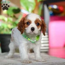 Leo/Cavalier King Charles Spaniel									Puppy/Male																/8 Weeks,Meet Leo, an AKC-registered Cavalier King Charles Spaniel with a noble presence and a heart full of love! With his silky, richly-colored coat and expressive eyes that exude the classic Cavalier charm, this handsome boy is an absolute joy to be around. He carries himself with elegance, yet his playful and affectionate nature shines through—always ready for a cuddle session or a fun romp around the yard.