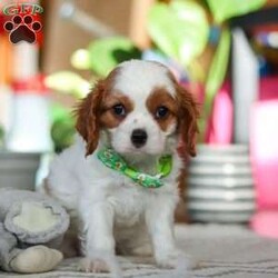 Leo/Cavalier King Charles Spaniel									Puppy/Male																/8 Weeks,Meet Leo, an AKC-registered Cavalier King Charles Spaniel with a noble presence and a heart full of love! With his silky, richly-colored coat and expressive eyes that exude the classic Cavalier charm, this handsome boy is an absolute joy to be around. He carries himself with elegance, yet his playful and affectionate nature shines through—always ready for a cuddle session or a fun romp around the yard.