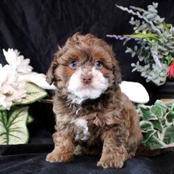 Kendall/Shih-Poo									Puppy/Female														/7 Weeks,This snuggly Shih-Poo puppy is perfectly precious! Kendall is a charmer! She is well socialized and will be the best addition to her forever family. Vet checked and up to date on shots and de-wormer, Kendall comes home with a 30 day health guarantee as well as an extended genetic health guarantee, both provided by the breeder. Hear more about this curious cutie when you call Countryside Puppies today!