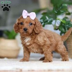Hailey/Cavapoo									Puppy/Female														/9 Weeks,Meet the sweetest Cavapoo puppy named Hailey! She is a very adorable baby and she has already stolen our hearts with her playful personality and sweet nature. She has a beautiful, soft coat that’s perfect for cuddling, and her expressive eyes are full of curiosity and mischief. Whether she’s bouncing around in the backyard, playing with her favorite toys or snuggling up for a nap, she brings joy to each moment. She would be the perfect addition to any loving home!