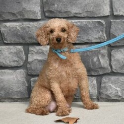 Dash/Toy Poodle									Puppy/Male																/8 Weeks,I offer a one year health guarantee. Up to date on shots and dewormings. I’m looking for a loving indoor home. Shipping options are available anywhere in the US. All Sunday calls are returned on Mondays. Thanks Jon