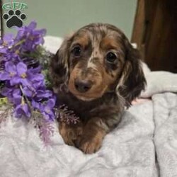 Layla/Dachshund									Puppy/Female														/January 26th, 2025,Layla is a sweet natured Dachshund puppy who can be registered with the AKC. This cutie is socialized and comes home with a 30 day health guarantee. Layla has been seen by a vet and is up to date on shots and de-wormer. She is ready to meet you, so call the Beiler family today to schedule your visit!