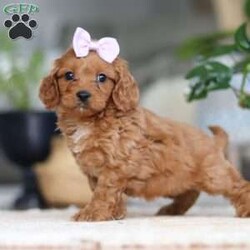 Hailey/Cavapoo									Puppy/Female														/9 Weeks,Meet the sweetest Cavapoo puppy named Hailey! She is a very adorable baby and she has already stolen our hearts with her playful personality and sweet nature. She has a beautiful, soft coat that’s perfect for cuddling, and her expressive eyes are full of curiosity and mischief. Whether she’s bouncing around in the backyard, playing with her favorite toys or snuggling up for a nap, she brings joy to each moment. She would be the perfect addition to any loving home!