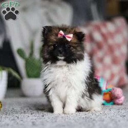 Brooks/Pomeranian									Puppy/Female														/7 Weeks,Meet Brooks, the sweetest little Pomeranian with a heart as big as her fluffy coat! This darling girl is full of personality, always prancing around with confidence and charm. Her luxuriously thick fur, soft as a cloud, makes her irresistible to cuddle, and her expressive eyes sparkle with curiosity and joy. This little girl is playful, loving, and always ready for an adventure, whether it’s chasing after her favorite toy or curling up in your lap for some well-deserved snuggles. With her affectionate nature and lively spirit, this pup is sure to bring endless happiness to her forever family!