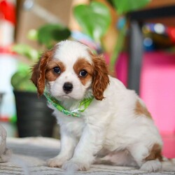 Leo/Cavalier King Charles Spaniel									Puppy/Male																/8 Weeks,Meet Leo, an AKC-registered Cavalier King Charles Spaniel with a noble presence and a heart full of love! With his silky, richly-colored coat and expressive eyes that exude the classic Cavalier charm, this handsome boy is an absolute joy to be around. He carries himself with elegance, yet his playful and affectionate nature shines through—always ready for a cuddle session or a fun romp around the yard.