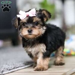 Ellie/Morkie / Yorktese									Puppy/Female														/9 Weeks,Meet Ellie she is a spirited little Morkie who doesn’t let anything hold her back. With a heart full of courage and curiosity, she’s always ready for an adventure whether it’s sniffing around, exploring new spots, or chasing her favorite toys. Her lively, playful nature is paired with a loyal streak that adds to her charm, making her as stubborn as she is sweet. 