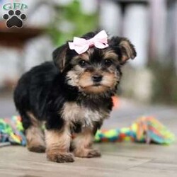 Ellie/Morkie / Yorktese									Puppy/Female														/9 Weeks,Meet Ellie she is a spirited little Morkie who doesn’t let anything hold her back. With a heart full of courage and curiosity, she’s always ready for an adventure whether it’s sniffing around, exploring new spots, or chasing her favorite toys. Her lively, playful nature is paired with a loyal streak that adds to her charm, making her as stubborn as she is sweet. 