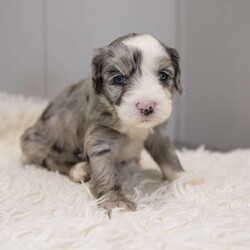 Elaine/Old English Sheepdog Mix									Puppy/Female														/8 Weeks,This is a F1b Mini Old English Mountain Doodle, a mix between an OES and a Mini Bernedoodle. Old English Mountain Doodles are playful, intelligent, loving, sociable and great family dogs. Sheepadoodles have a goofy and fun personality, mixed with the Bernese Mountain Dog it gives them a more mellow temperment. They are typically between 35-50 lbs full grown. Our puppies come with their first round of shots and dewormer and will be vet checked to ensure a healthy puppy. We take great pride in getting our puppies ready for their forever homes! We offer transportation for those who can not come pick up at our farm. Thanks for checking us out, feel free to reach out with any other questions or additional photos.