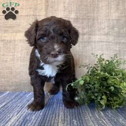 Daisy/Portuguese Water Dog									Puppy/Female														/February 24th, 2025,Meet Daisy the Portuguese Water Dog puppy—she’s a fluffy ball of fun! With her soft, non-shedding coat and eager-to-please attitude, she’ll be a great addition to any family and a vital part of all your adventures!