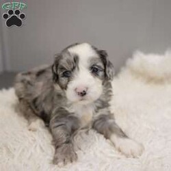 Elaine/Old English Sheepdog Mix									Puppy/Female														/8 Weeks,This is a F1b Mini Old English Mountain Doodle, a mix between an OES and a Mini Bernedoodle. Old English Mountain Doodles are playful, intelligent, loving, sociable and great family dogs. Sheepadoodles have a goofy and fun personality, mixed with the Bernese Mountain Dog it gives them a more mellow temperment. They are typically between 35-50 lbs full grown. Our puppies come with their first round of shots and dewormer and will be vet checked to ensure a healthy puppy. We take great pride in getting our puppies ready for their forever homes! We offer transportation for those who can not come pick up at our farm. Thanks for checking us out, feel free to reach out with any other questions or additional photos.