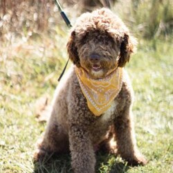 Daisy/Portuguese Water Dog									Puppy/Female														/February 24th, 2025,Meet Daisy the Portuguese Water Dog puppy—she’s a fluffy ball of fun! With her soft, non-shedding coat and eager-to-please attitude, she’ll be a great addition to any family and a vital part of all your adventures!