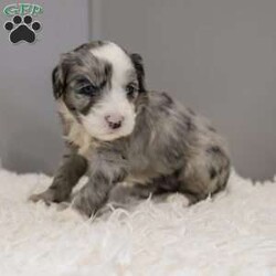 Elaine/Old English Sheepdog Mix									Puppy/Female														/8 Weeks,This is a F1b Mini Old English Mountain Doodle, a mix between an OES and a Mini Bernedoodle. Old English Mountain Doodles are playful, intelligent, loving, sociable and great family dogs. Sheepadoodles have a goofy and fun personality, mixed with the Bernese Mountain Dog it gives them a more mellow temperment. They are typically between 35-50 lbs full grown. Our puppies come with their first round of shots and dewormer and will be vet checked to ensure a healthy puppy. We take great pride in getting our puppies ready for their forever homes! We offer transportation for those who can not come pick up at our farm. Thanks for checking us out, feel free to reach out with any other questions or additional photos.
